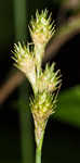 Greenwhite sedge